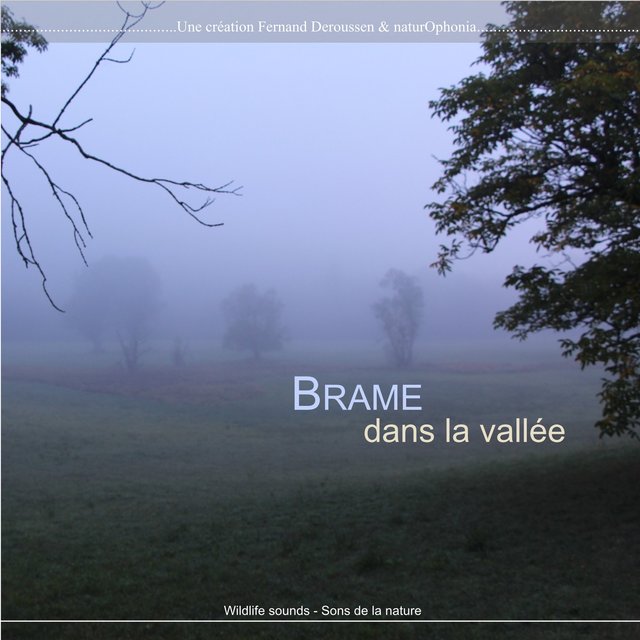 Brame dans la vallée
