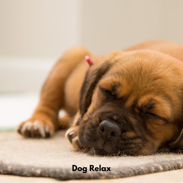 Dog Relax