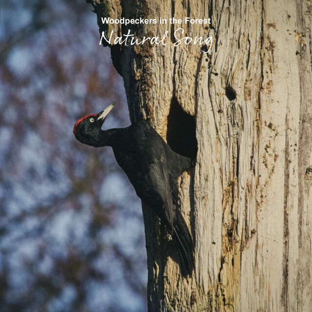 Woodpeckers in the Forest