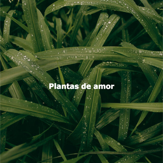 Plantas de amor