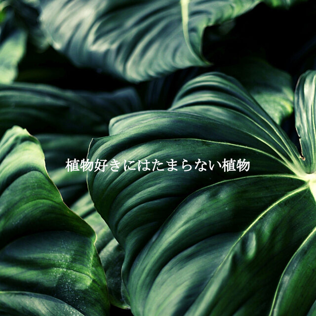 植物好きにはたまらない植物