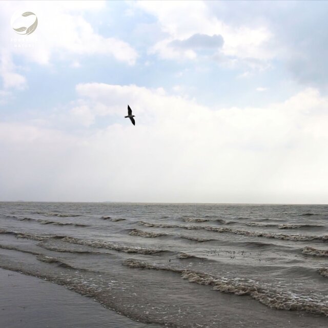 Calm Waves and Melodic Birds