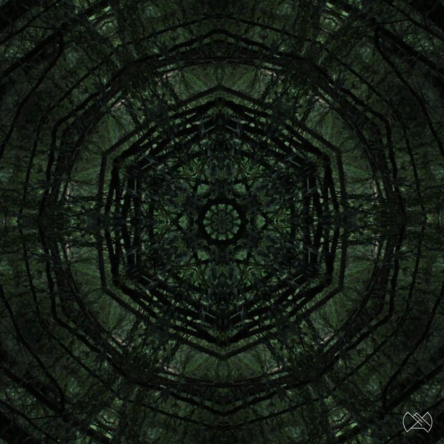 Trees rings