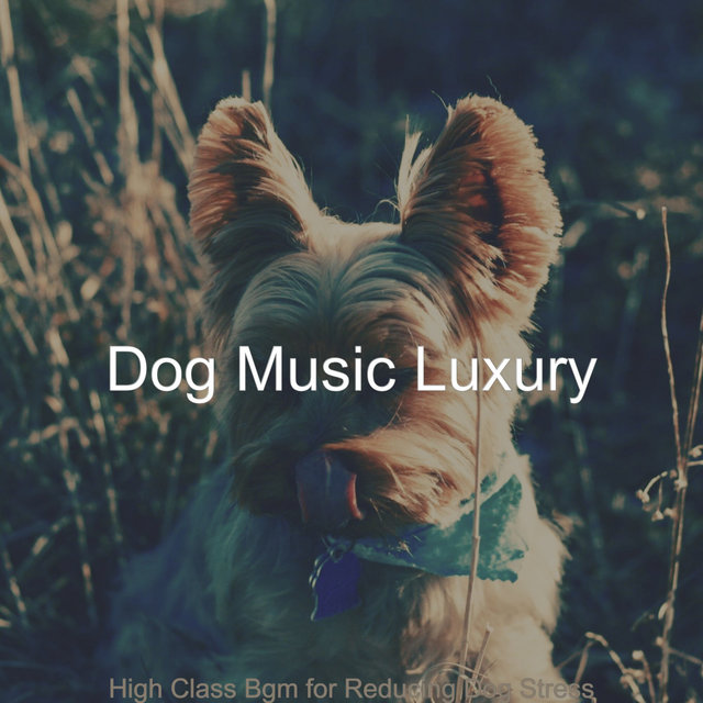 High Class Bgm for Reducing Dog Stress