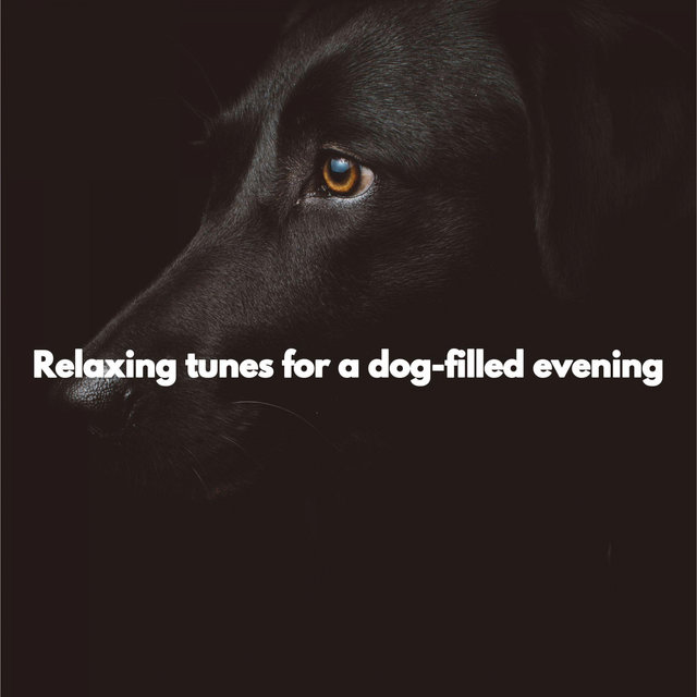 Relaxing tunes for a dog-filled evening