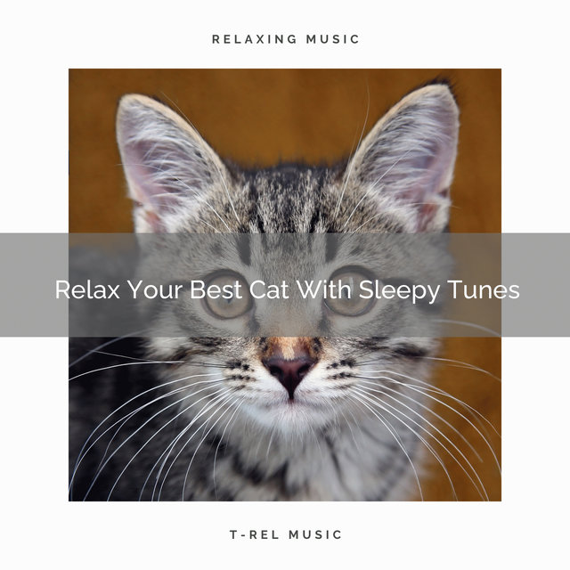 Relax Your Best Cat With Sleepy Tunes