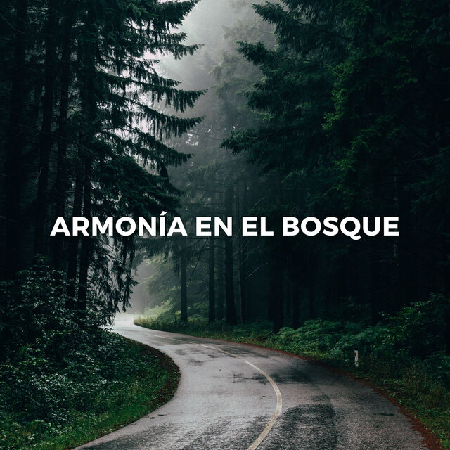 Armonía En El Bosque: El Viaje Meditativo De La Calma De La Naturaleza