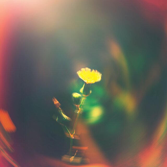 Heart of the Wild