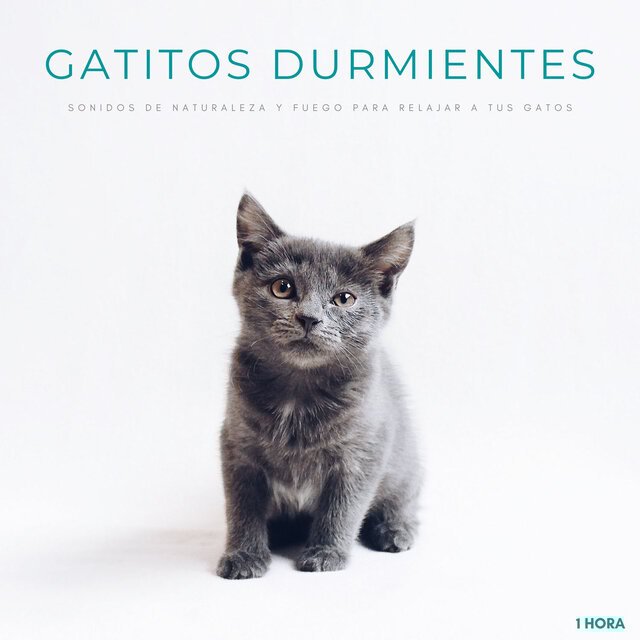 Gatitos Durmientes: Sonidos De Naturaleza y Fuego Para Relajar A Tus Gatos - 1 Hora