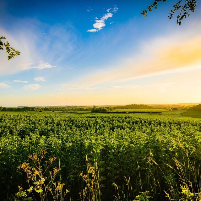 Daisy Field