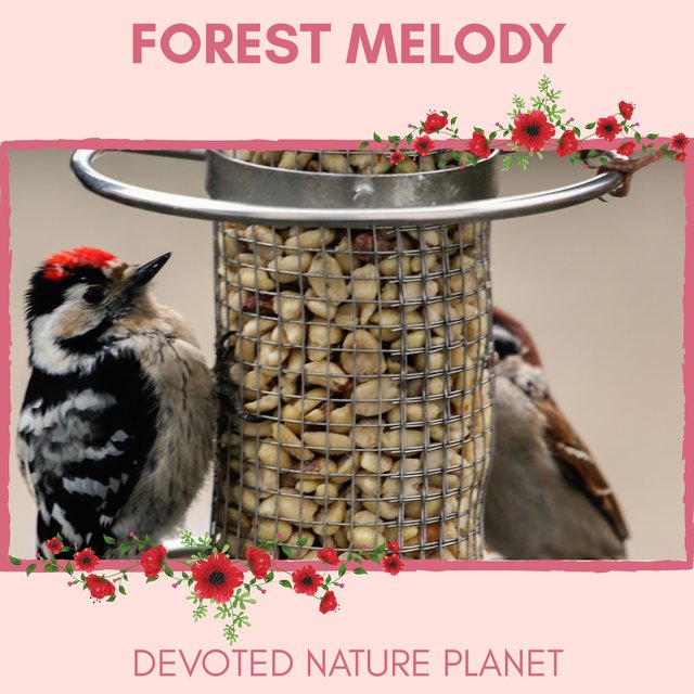 Forest Melody - Devoted Nature Planet