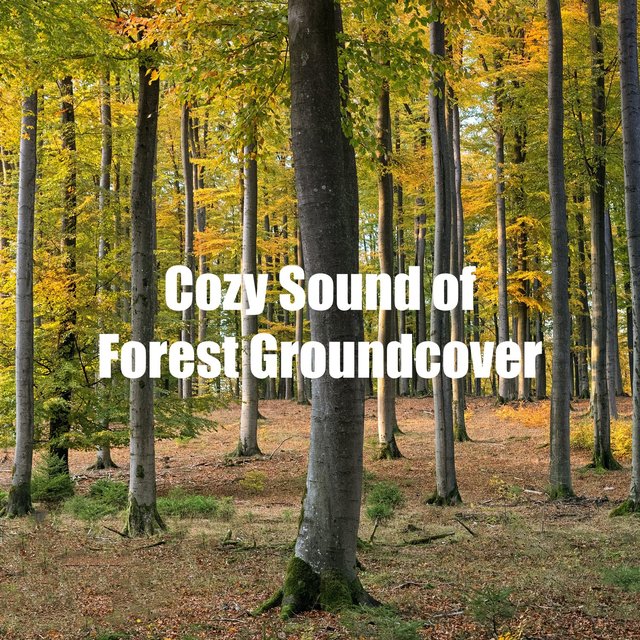 Cozy Sound of Forest Groundcover