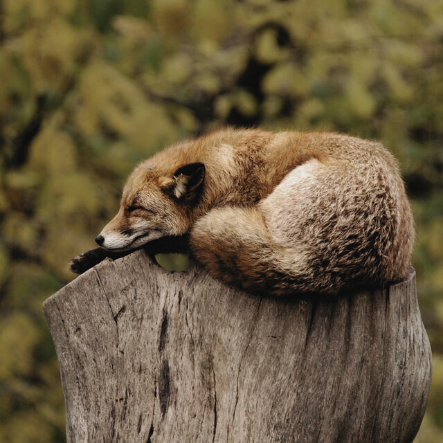 Sleep in Nature