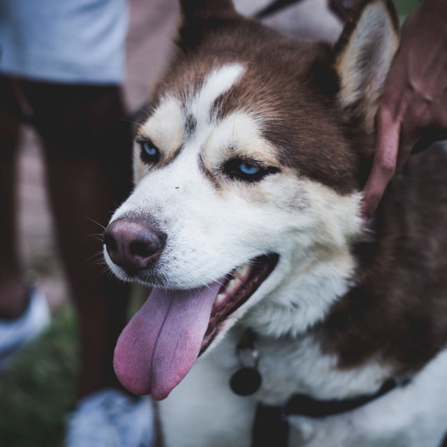 Music for Cute Dogs
