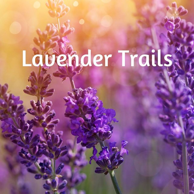 Lavender Trails