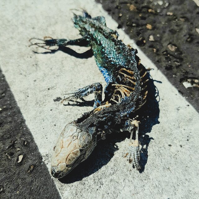 Salamander
