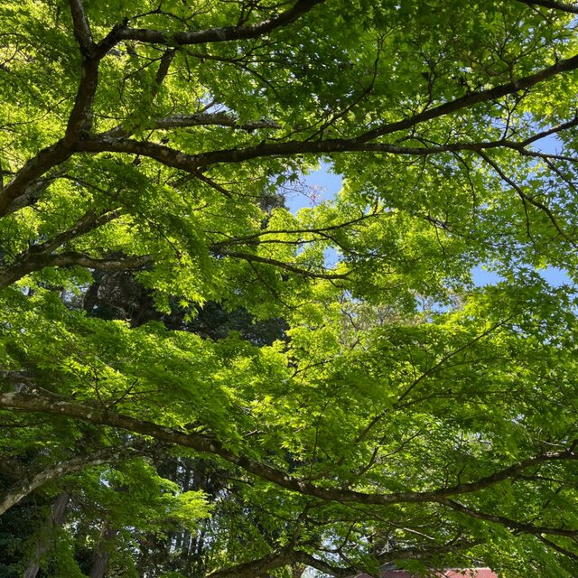 The May wind is fragrant.