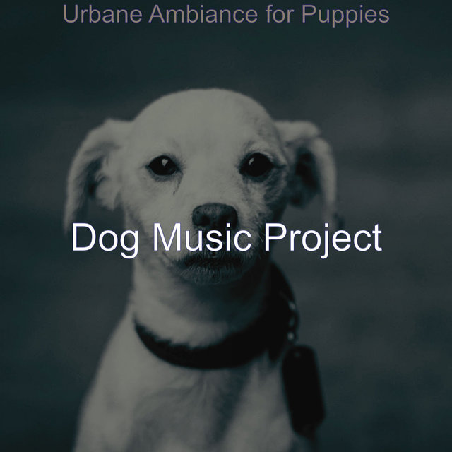 Urbane Ambiance for Puppies