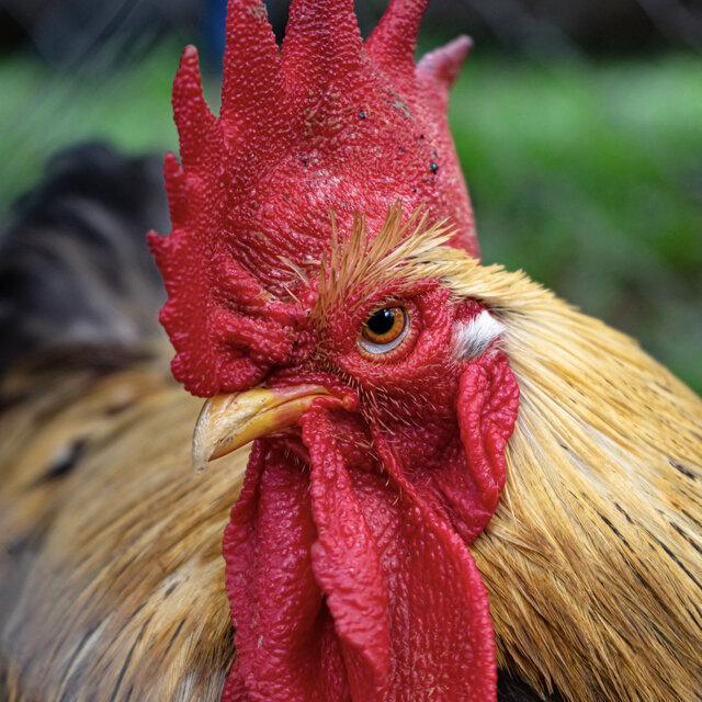 Wild Chicken