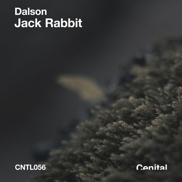 Jack Rabbit