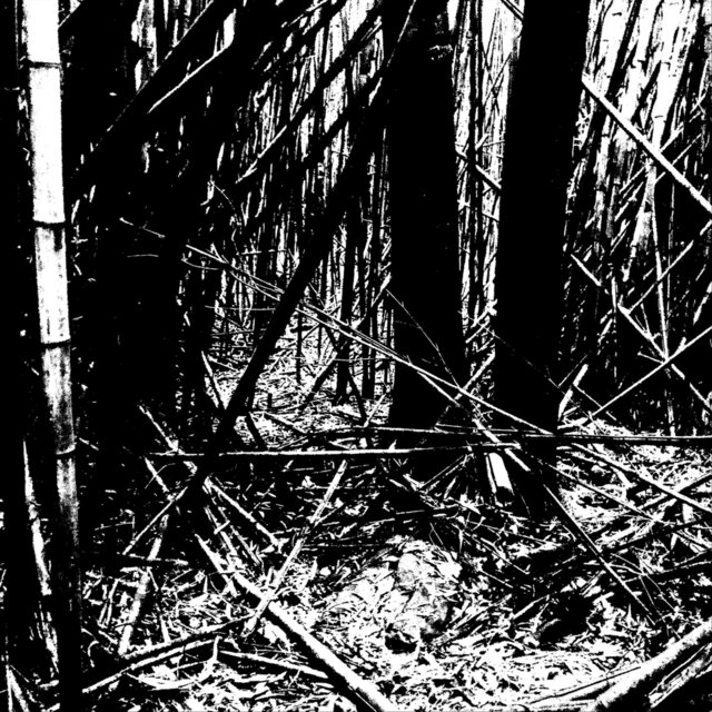 a forest from which no light escapes