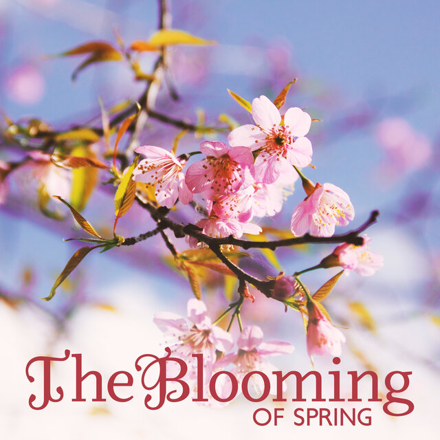 The Blooming Of Spring