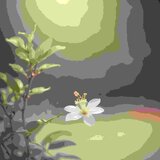Jasmine Flower