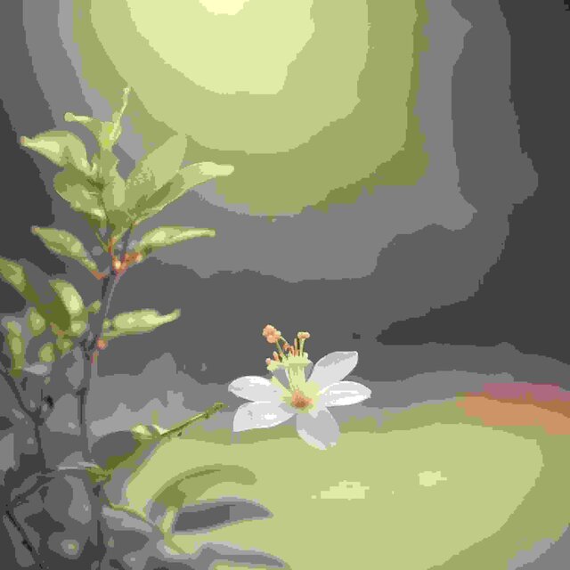 Jasmine Flower