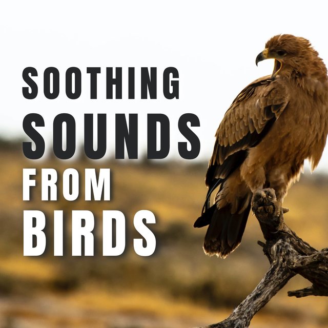 Soothing sounds from Birds