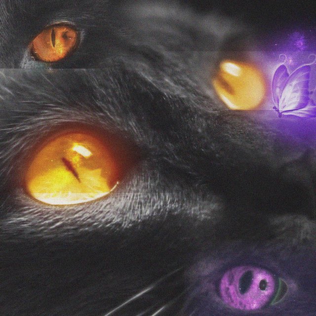 Olhos de Gato