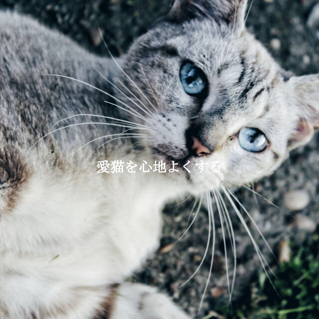 愛猫を心地よくする
