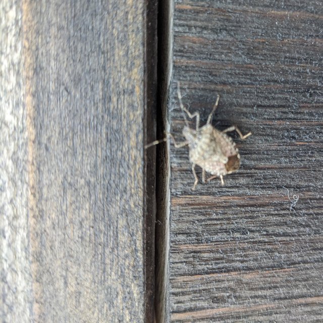 Bugs Bugs Bughs