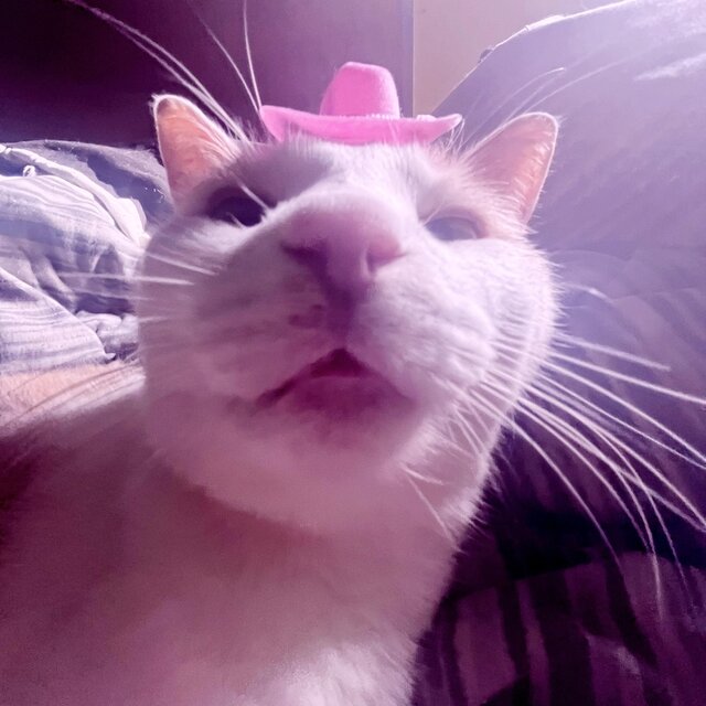 Mi Polla Hace Yoga