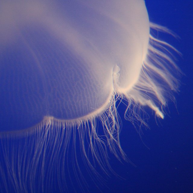 Jelly
