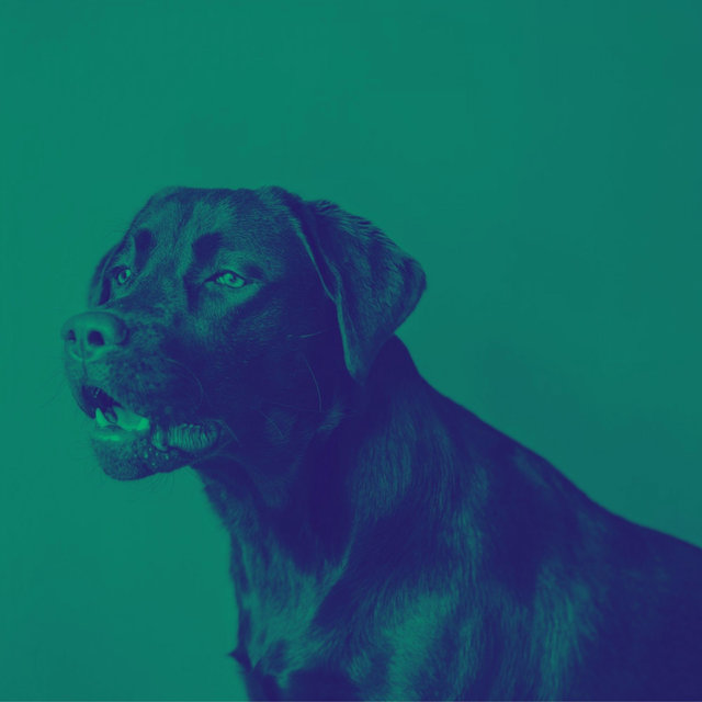 Puppies - Background Music