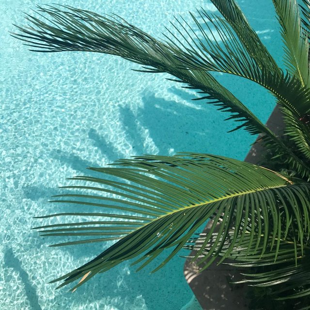 Lie Down in the Shade of Palm Trees
