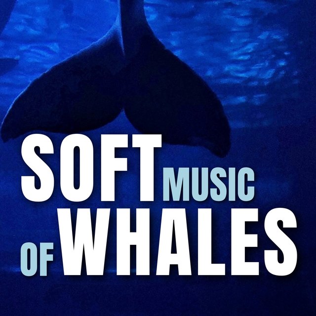 Soft Music of Whales