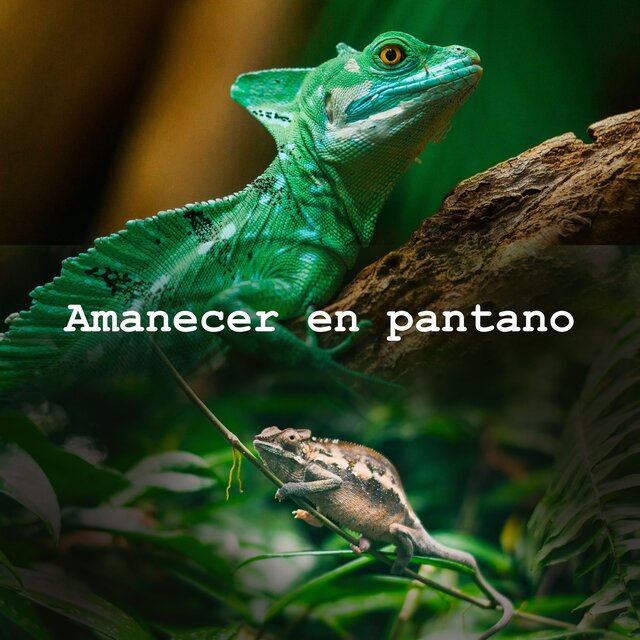 Amanecer en pantano