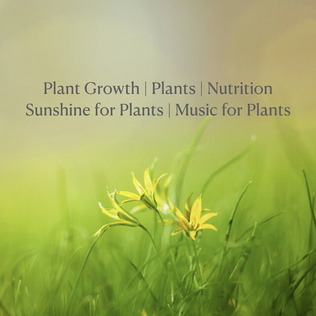 Plant Growth | Plants | Nutrition  Sunshine for Plants | Music for Plants