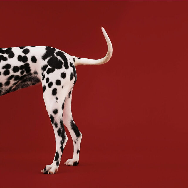 DALMATIAN