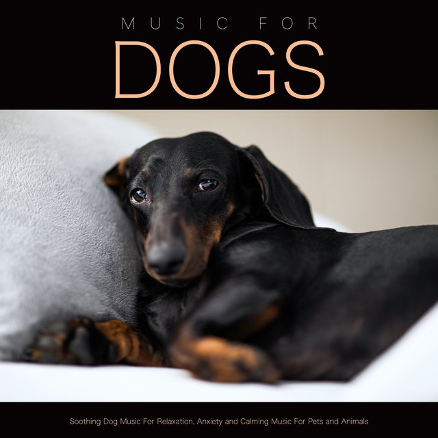 calming music for dogs anxiety