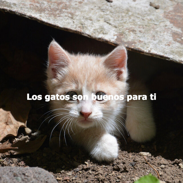Los gatos son buenos para ti