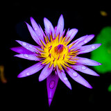 Corazon