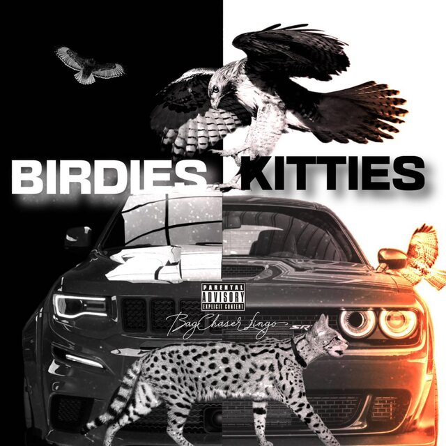 Birdies N Kitties