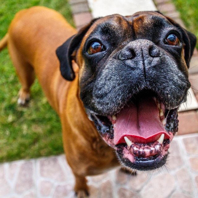 Boxer