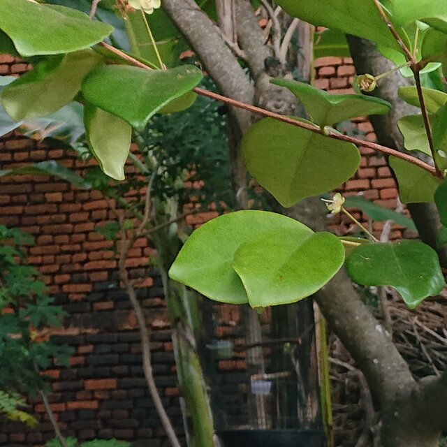 aku disini