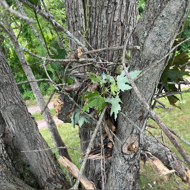 sticks upon a tree