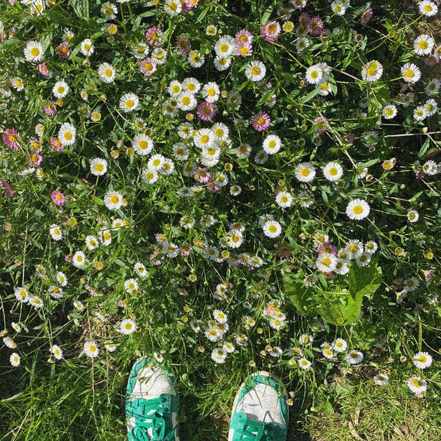 April Flowers