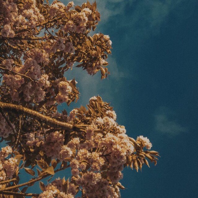 hayfever