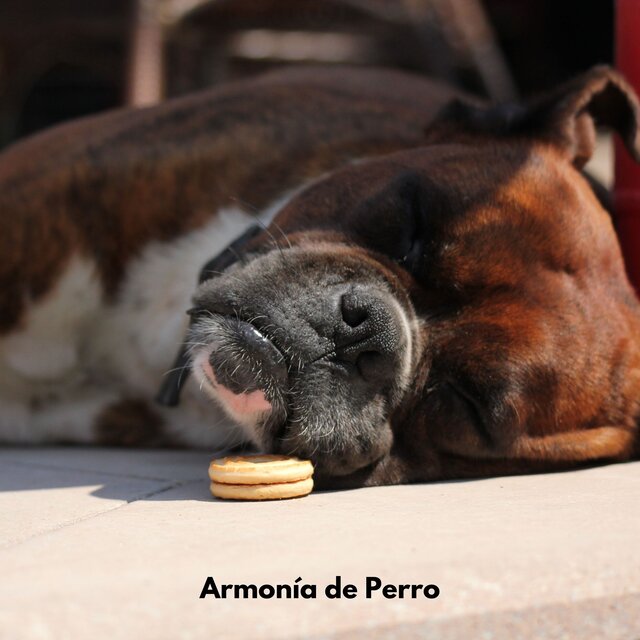 Armonía de Perro